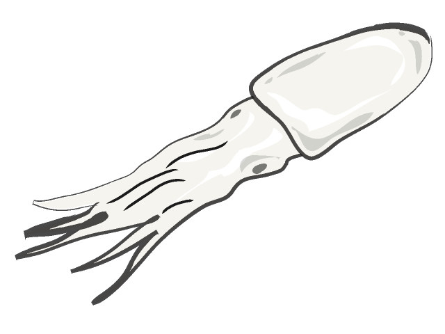 イカ - フード/食べ物/美味しい/おやつ/イラスト/写真/フリー素材/クリップアート