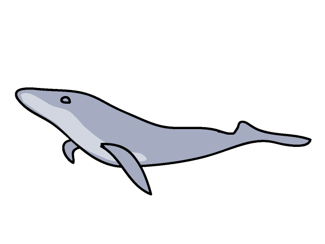 クジラ｜鯨 - 動物 / クリップアート / 無料 / アニマル / イラスト / アイコン / かわいい / 絵