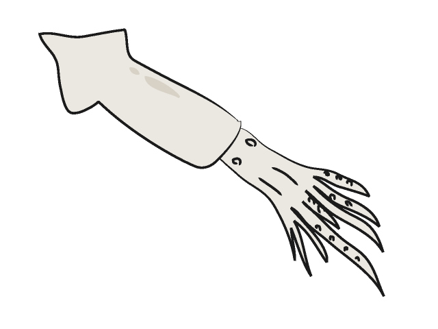 イカ - 動物 / クリップアート / 無料 / アニマル / イラスト / アイコン / かわいい / 絵