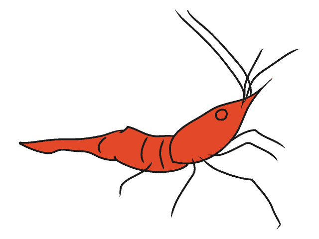 エビ/海老 - 動物 / クリップアート / 無料 / アニマル / イラスト / アイコン / かわいい / 絵