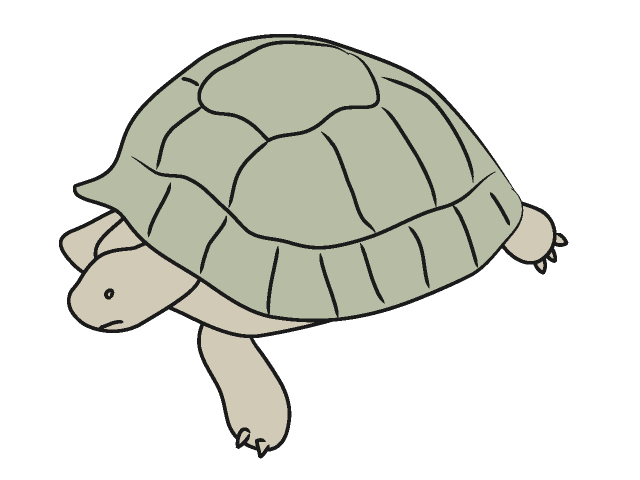 カメ｜亀 - 動物 / クリップアート / 無料 / アニマル / イラスト / アイコン / かわいい / 絵