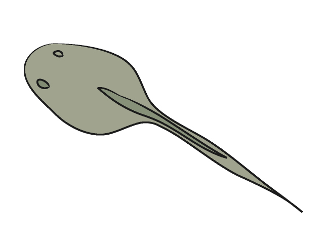 オタマジャクシ - 動物 / クリップアート / 無料 / アニマル / イラスト / アイコン / かわいい / 絵