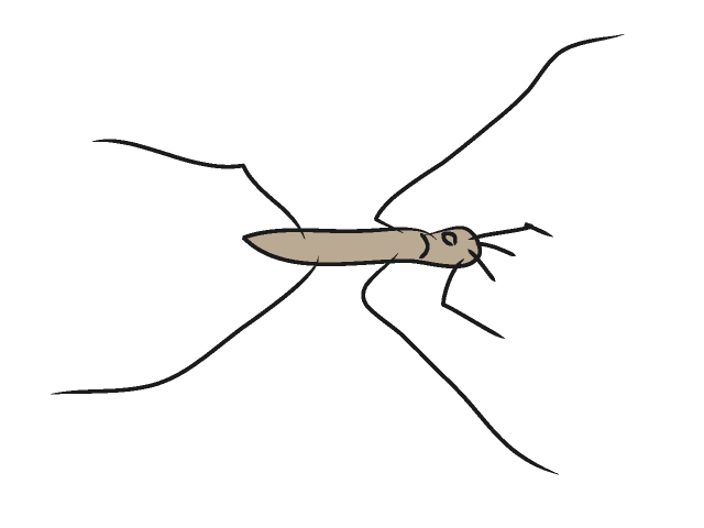 アメンボ - 動物 / クリップアート / 無料 / アニマル / イラスト / アイコン / かわいい / 絵