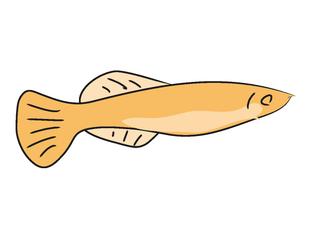 メダカ - 動物 / クリップアート / 無料 / アニマル / イラスト / アイコン / かわいい / 絵