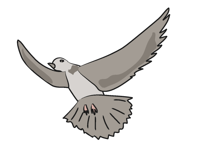 ハト/鳩 - 動物 / クリップアート / 無料 / アニマル / イラスト / アイコン / かわいい / 絵