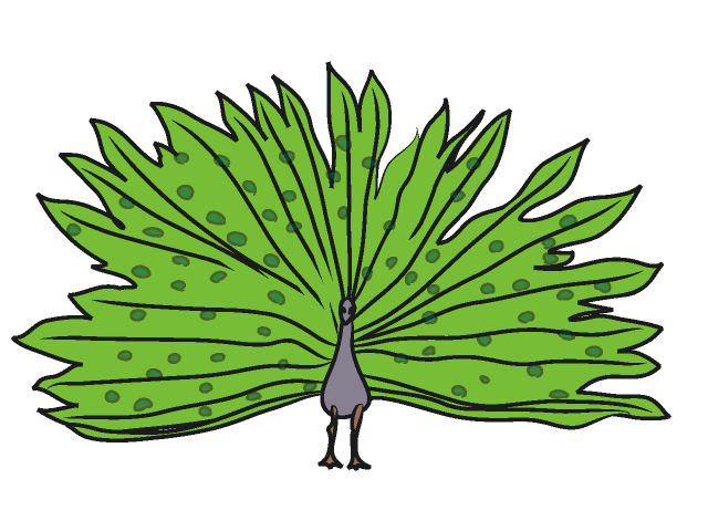 クジャク/孔雀 - 動物 / クリップアート / 無料 / アニマル / イラスト / アイコン / かわいい / 絵