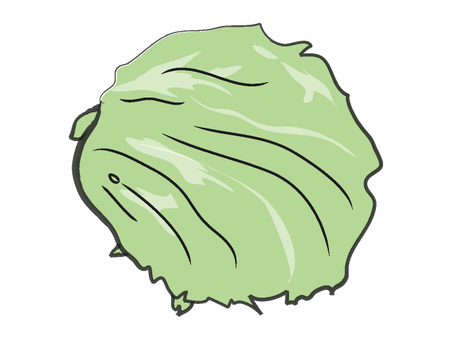 レタス - フード/食べ物/美味しい/おやつ/イラスト/写真/フリー素材/クリップアート