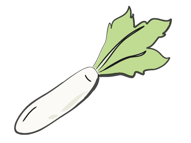 大根/ダイコン - フード/食べ物/美味しい/おやつ/イラスト/写真/フリー素材/クリップアート