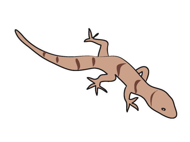 トカゲ - 動物 / クリップアート / 無料 / アニマル / イラスト / アイコン / かわいい / 絵