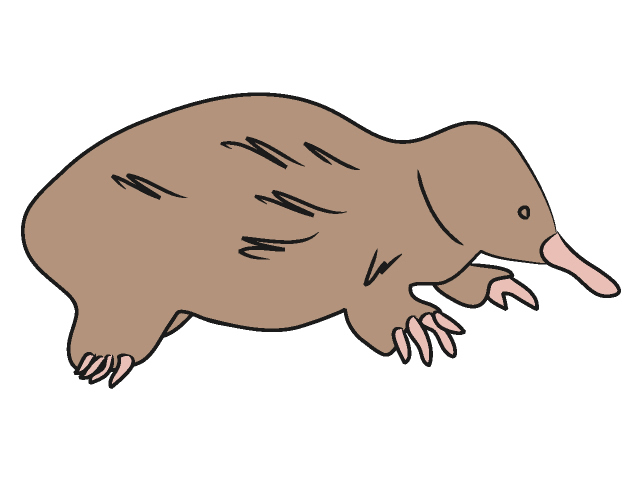 モグラ/土竜 - 動物 / クリップアート / 無料 / アニマル / イラスト / アイコン / かわいい / 絵
