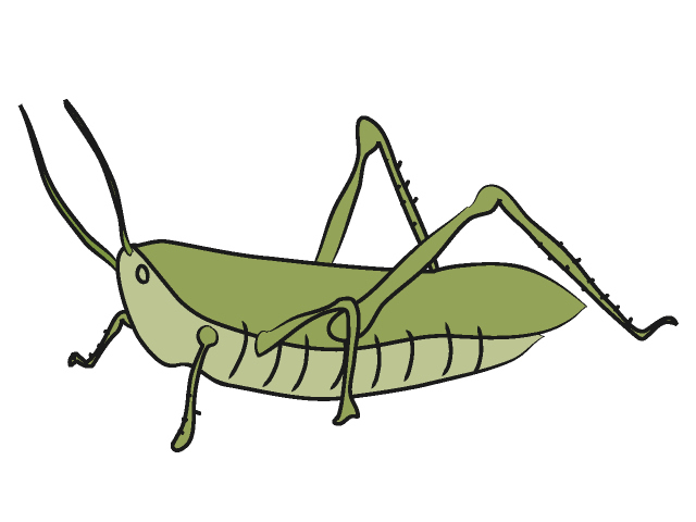 バッタ｜昆虫 - 動物 / クリップアート / 無料 / アニマル / イラスト / アイコン / かわいい / 絵