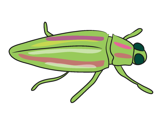 タマムシ/玉虫 - 動物 / クリップアート / 無料 / アニマル / イラスト / アイコン / かわいい / 絵