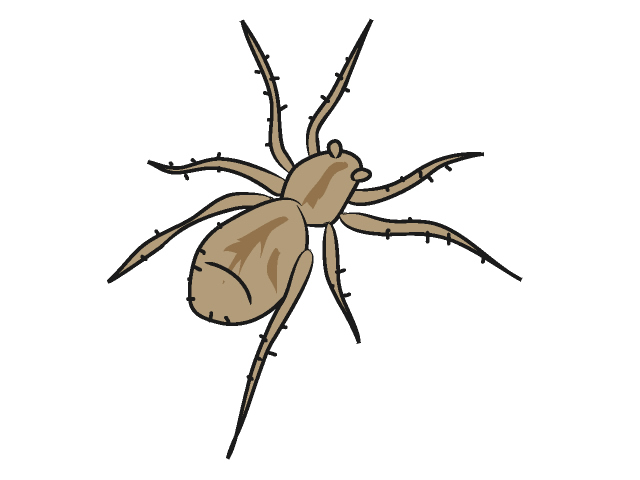 クモ/蜘蛛 - 動物 / クリップアート / 無料 / アニマル / イラスト / アイコン / かわいい / 絵