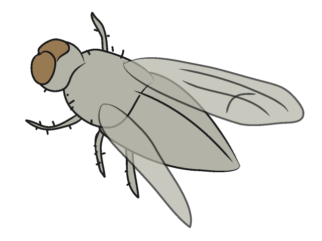 ハエ/蠅 - 動物 / クリップアート / 無料 / アニマル / イラスト / アイコン / かわいい / 絵