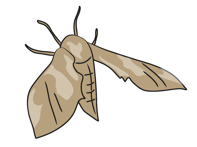 ガ/蛾 - 動物 / クリップアート / 無料 / アニマル / イラスト / アイコン / かわいい / 絵