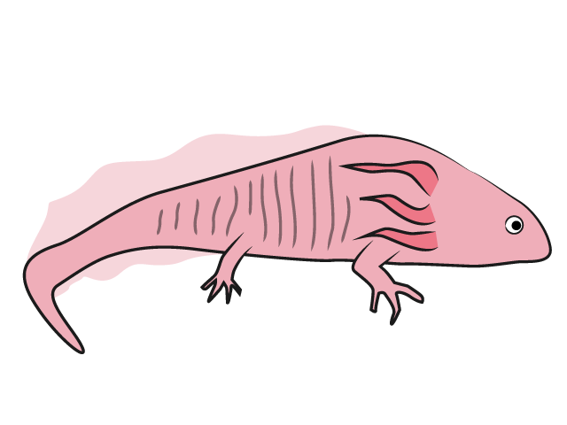 ウーパールーパー - 動物 / クリップアート / 無料 / アニマル / イラスト / アイコン / かわいい / 絵