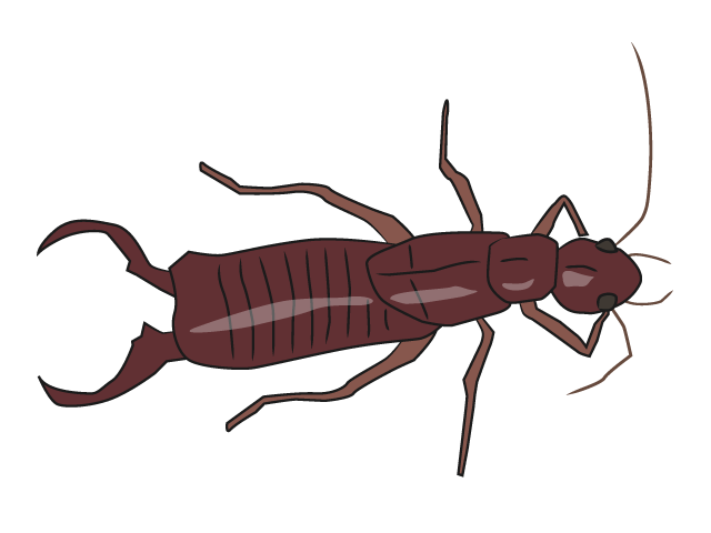 ハサミムシ - 動物 / クリップアート / 無料 / アニマル / イラスト / アイコン / かわいい / 絵