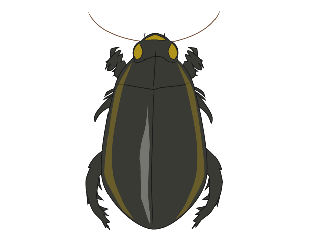 ゲンゴロウ - 動物 / クリップアート / 無料 / アニマル / イラスト / アイコン / かわいい / 絵