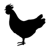 Chicken ｜ Chicken ｜ Niwatori-Icon ｜ Illustration ｜ Free Material ｜ Transparent Background