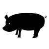 Pig ｜ Pig ――Icon ｜ Illustration ｜ Free material ｜ Transparent background