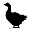 Duck ｜ Duck ｜ Icon ｜ Illustration ｜ Free material ｜ Transparent background