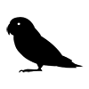Parakeet ｜ Bird-Icon ｜ Illustration ｜ Free material ｜ Transparent background