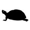 Turtle ｜ Turtle ｜ Icon ｜ Illustration ｜ Free material ｜ Transparent background