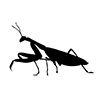 Mantis ｜ Insects ｜ Icon ｜ Illustration ｜ Free Material ｜ Transparent Background
