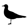 Dove ｜ Pigeon ｜ Icon ｜ Illustration ｜ Free material ｜ Transparent background