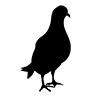 Pigeon ｜ Dove --Icon ｜ Illustration ｜ Free material ｜ Transparent background