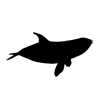 Orca ｜ Shachi-Icon ｜ Illustration ｜ Free Material ｜ Transparent Background
