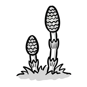 地面から生えている2本のつくしの手描き風イラスト